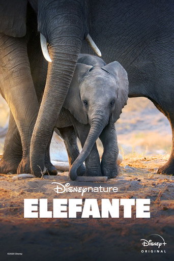 Poster de Elefante