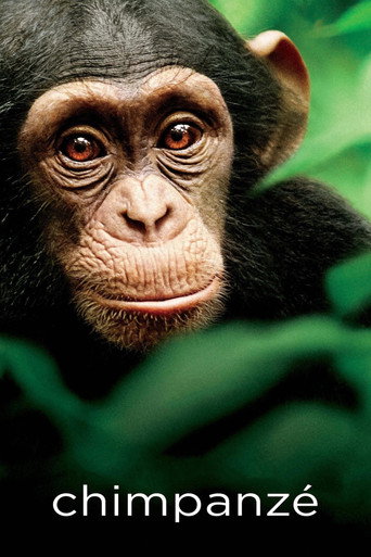 Poster de Chimpanzé